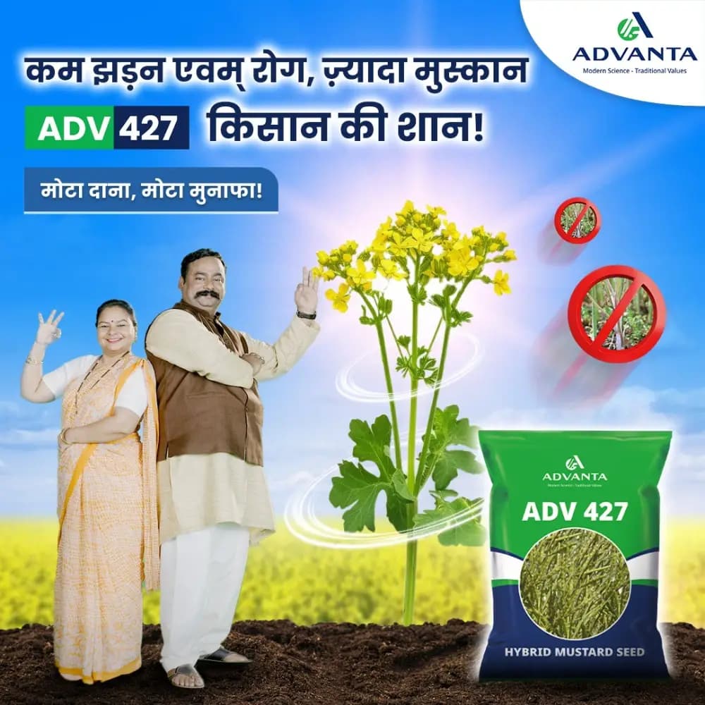 Advanta ADV 427 F1 Hybrid Mustard Seeds, Good Oil Percentage - Image 5