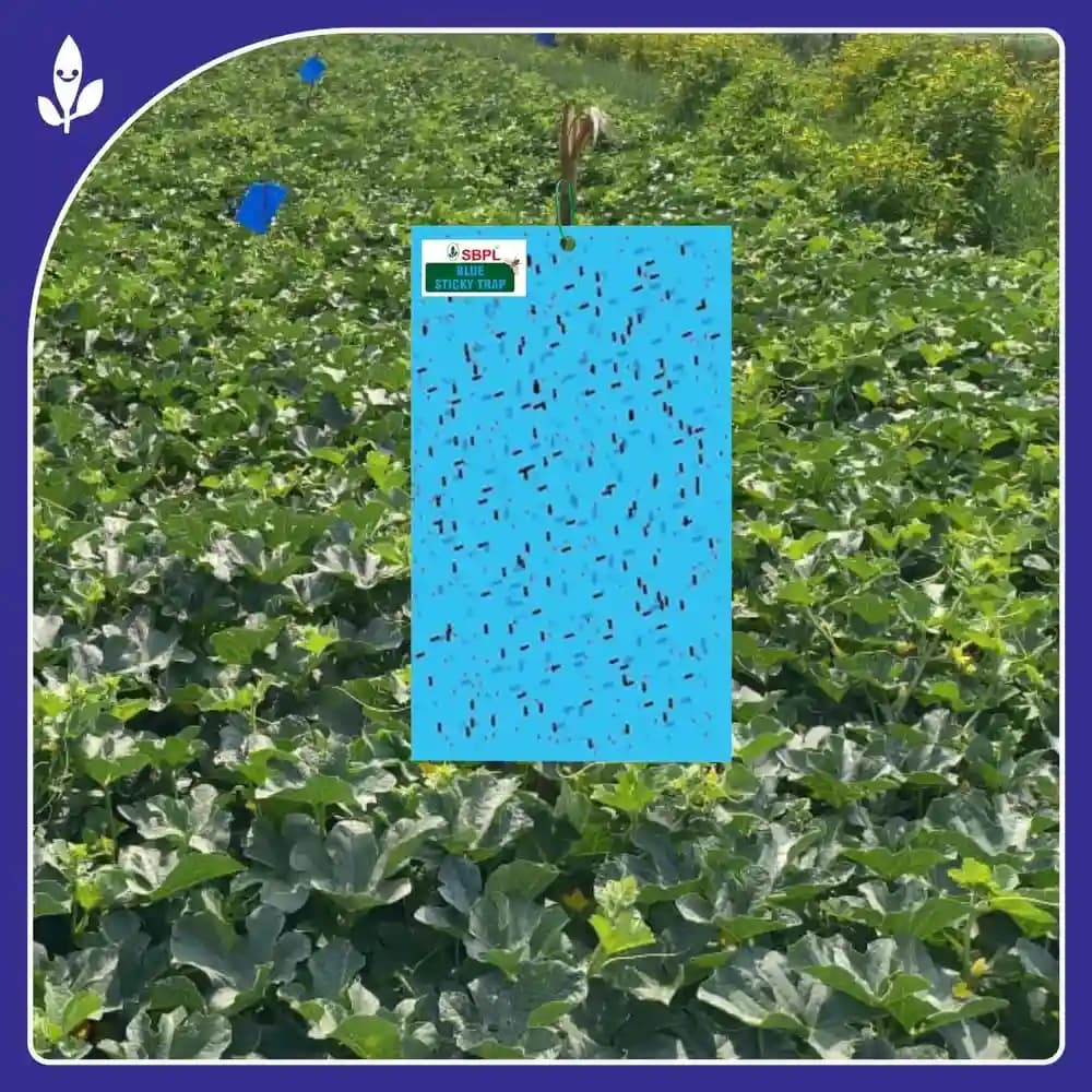 Sagar Blue Sticky Pest Traps, Non-Toxic Durable and Safe For Greenhouse, Use For Flying Insects (Pack of 20) - Image 3