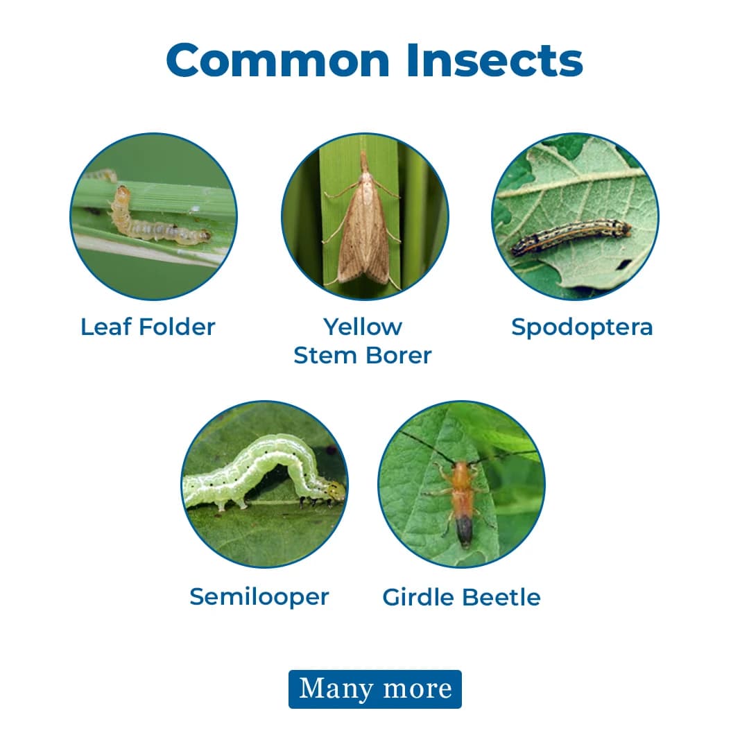 Bayer Vayego Tetraniliprole 200 SC Insecticide, Control On Adults And Larvae - Image 3