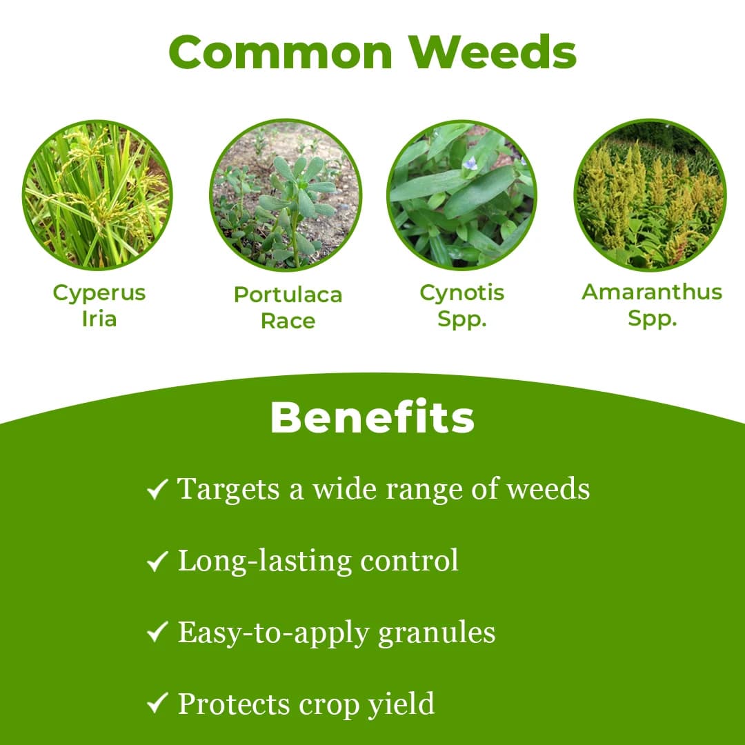 Adama Diurex (Diuron 80% WP) Broad Spectrum Systemic Herbicide, Best For All Crops. - Image 3