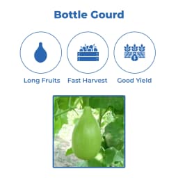 Jivit Hybrid F1 JS 445 Gutka Type Bottle Gourd Seeds, Straight Cylindrical Shape with Light Green Color 3