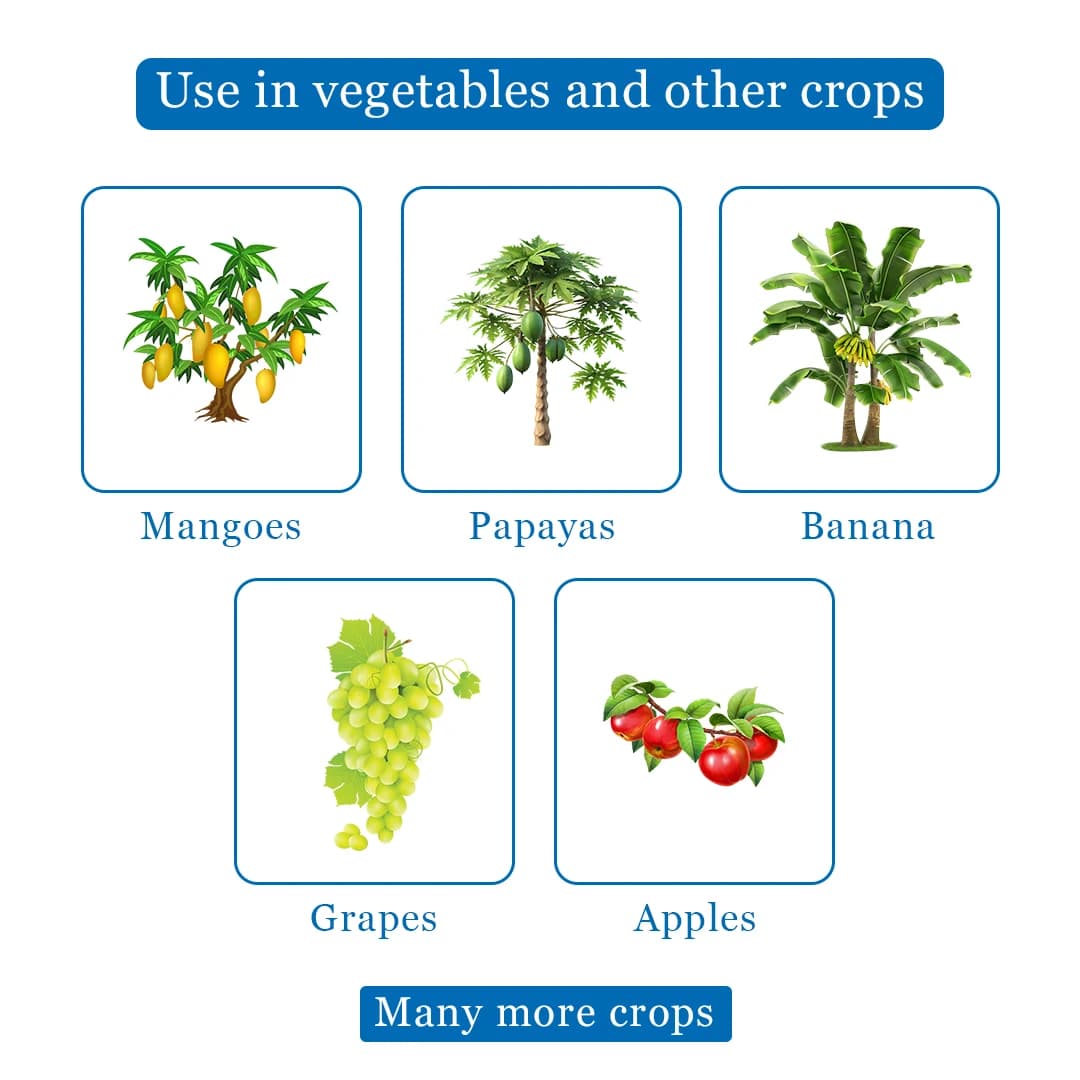 Barrix Catch Fruit Fly Trap Set , Pheromones Trap and Lure, Can Be Used For Fruit And Commercial Crops, Bactrocera dorsalis. - Image 4