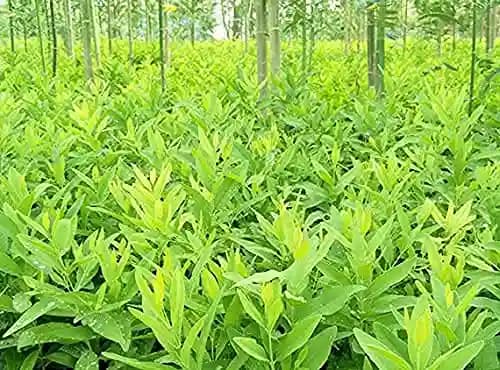 Sri Sai Forestry Safed Chandan Plant Tree Seeds, White Sandalwood Tree Seeds - Image 3