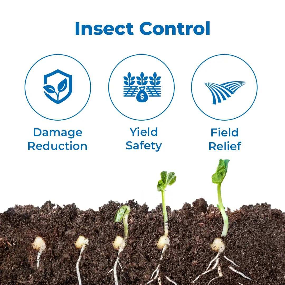 S.K. International PKM-2 Moringa Seeds - Drumstick Seeds - Image 3