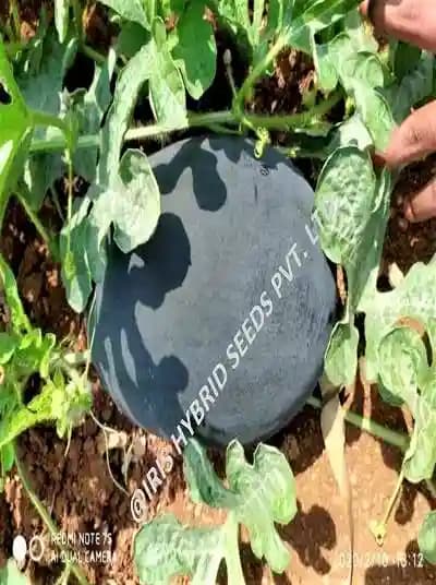 Black King Watermelon (Tarbuj) Seeds - Image 2