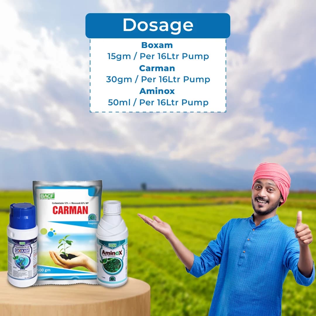 Onion Special Combo Pack for Initial Stage (Boxam 250 Gm + Carman 500 Gm + Aminox 500 ML) Sucking Pest, Purple Blotch Control & Overall Plant Growth - Image 5