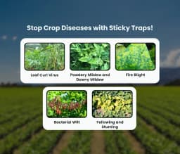 Chipku A5 White Sticky Trap For Insects, Useful for Farming Outdoor and Gardening (Size 150 MM x 200 MM) 8