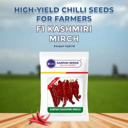 Sarpan Hybrid F1 Kashmiri Mirch Seeds , Kashmiri Mirch ke Beej, Best Quality. 2