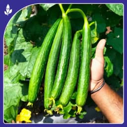 Sagar Seeds Janki F1 Hybrid Sponge Gourd Seeds, Ideal For Kharif and Summer Season 2