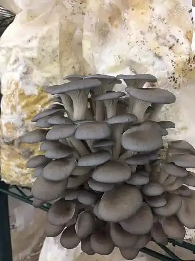 Shroomness Grey Oyster Mushroom Spawn, 100% Clean, Concentrated, Active Mycelium Grain Spawn.