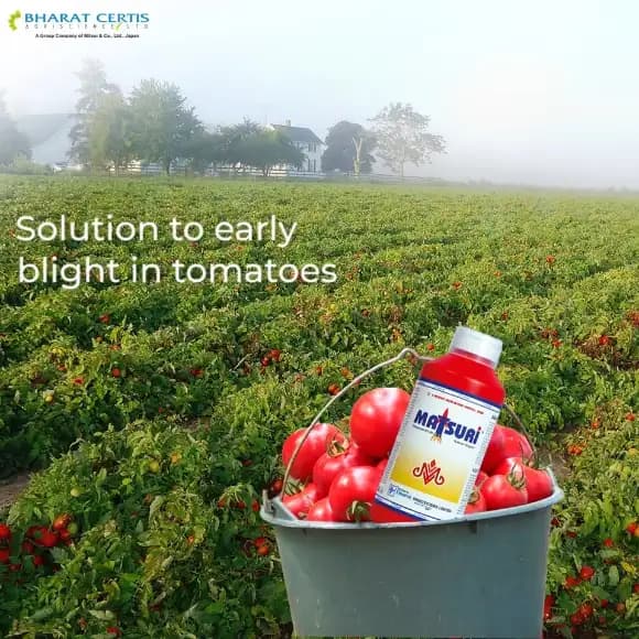 Bharat Certis Matsuri Thifluzamide 24% SC Fungicide, Effective For Sheath Blight Control In Rice - Image 4