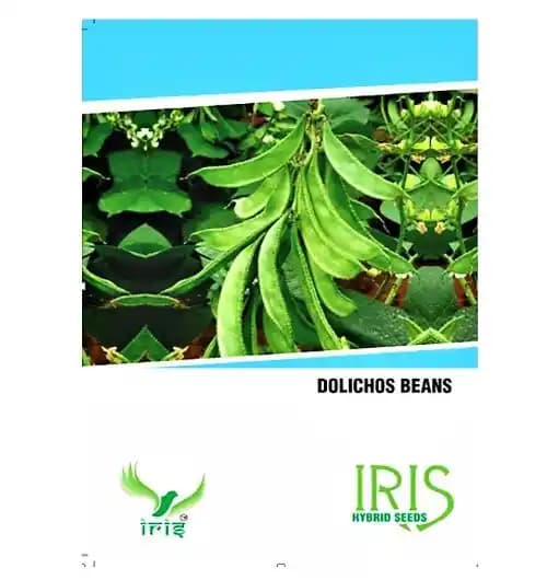 Iris Hybrid Vegetable Seeds Dolichos Beans, For All Seasons And Grown in Indoor Conditions (15 Seeds) - Image 1