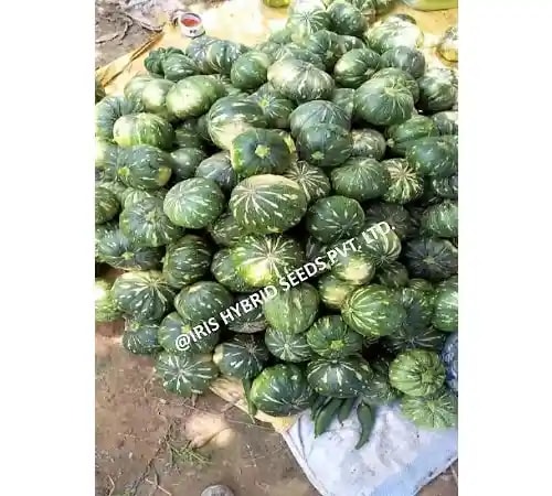 Iris Hybrid Vegetable Seeds F1 Hybrid IHS - 205 Pumpkin, Kaddoo Ke Beej, Kohanda Ke Beej,