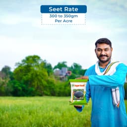 Sagar King Plus F1 Hybrid Watermelon Seeds, Oval Shape, Ice Box Segment, For All Seasons 5