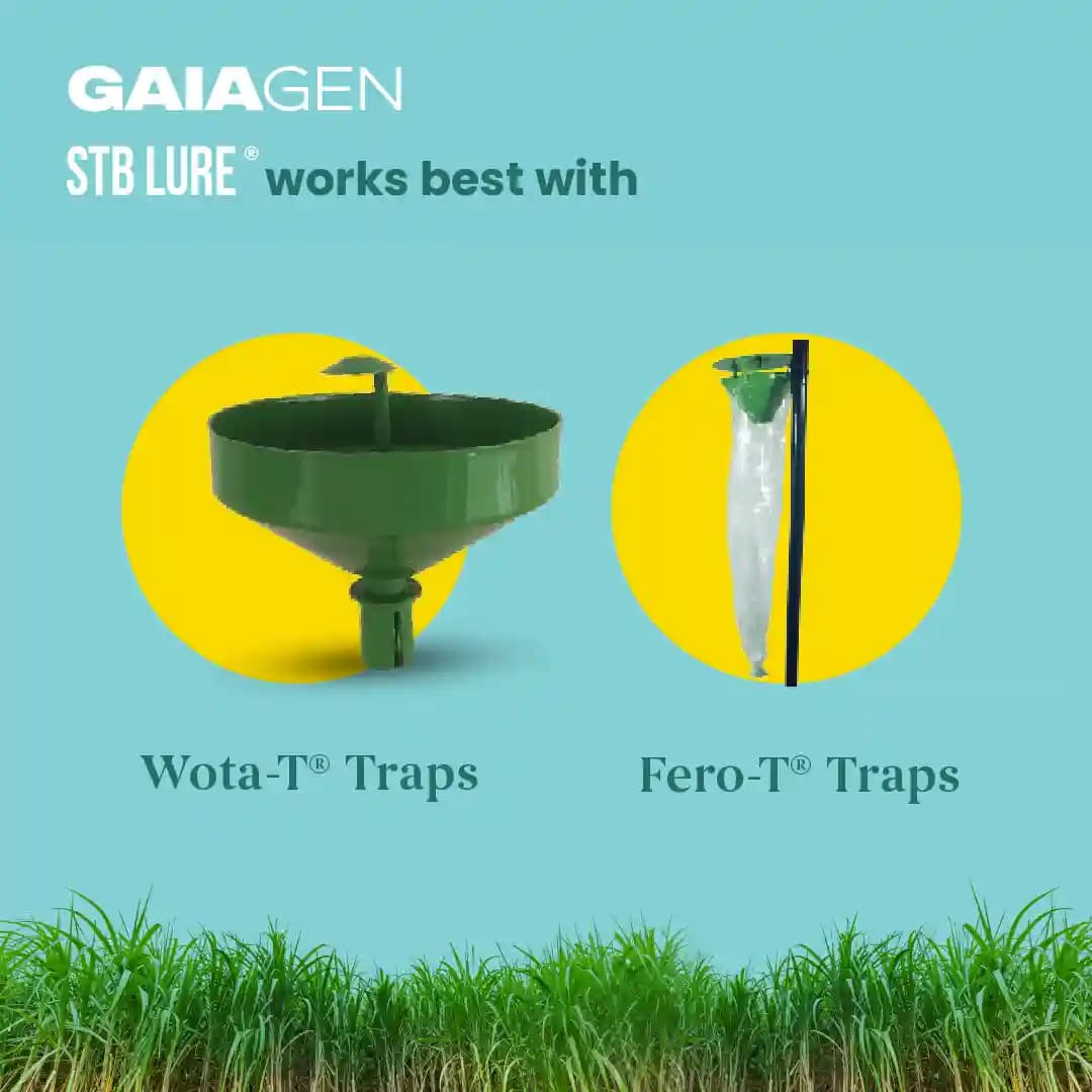 GAIAGEN Pheromone Water Trap and Lure For Sugarcane Top Borer (Scirpophaga excerptalis) And Insect Water Trap Combo Pack - Image 9