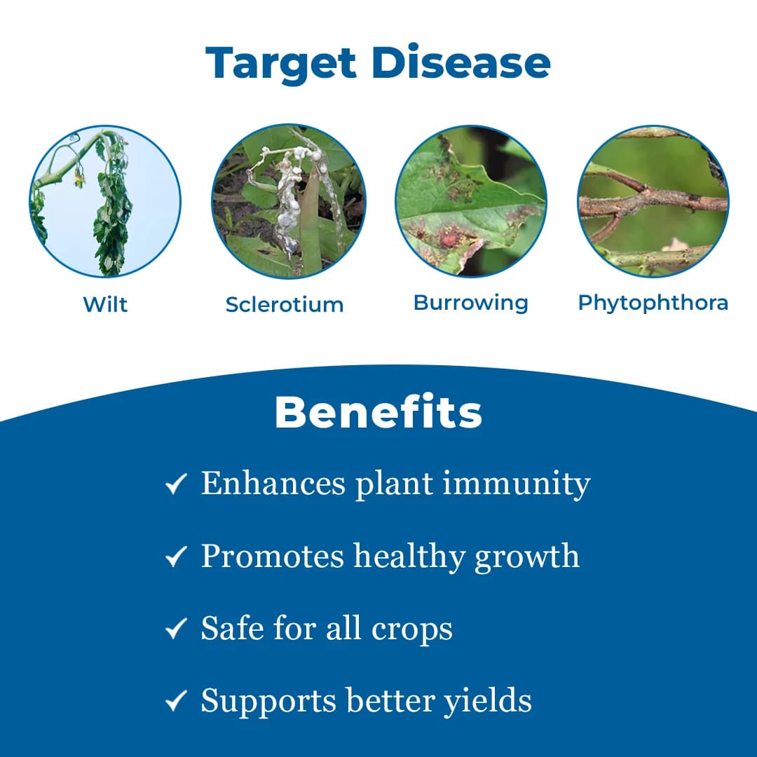 ROM Try Pae Mix (Bio Fungicide and Nematicide) Liquid Formulation Containing Trichoderma Viride and Paecilomyces Lilacinus In a 50:50 Proportion - Image 3