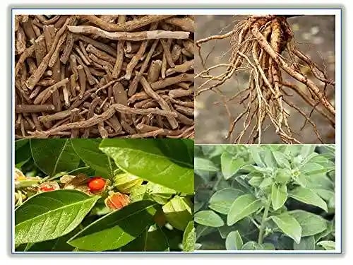 RK Ashwagandha Seeds - Withania Somnifera Seeds
