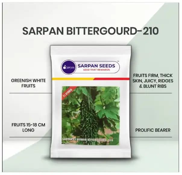 Sarpan 210 F1 Hybrid Bitter Gourd Seeds, High Yield And Suitable For All The Seasons - Image 2