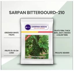 Sarpan 210 F1 Hybrid Bitter Gourd Seeds, High Yield And Suitable For All The Seasons 2