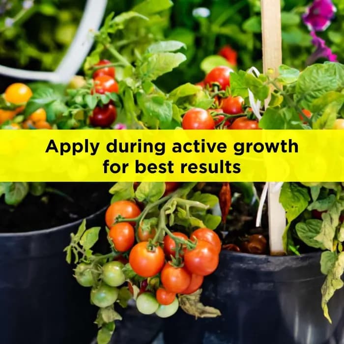 Titan Agritech Sonja Gold Seaweed Extract Liquid 30% Biostimulant, Boosts Root System And Nutrient Mobility - Image 5