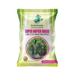SRI SAI FORESTRY Super Napier Grass Seeds for Cattle, Multi Cut Grass Seed for Animal Fodder 1