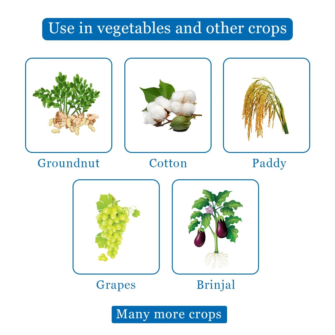 EBS Suvistin Carbendazim 50% WP Fungicide, Broad Spectrum Systemic Fungicide with Protective and Curative Action. - Image 4
