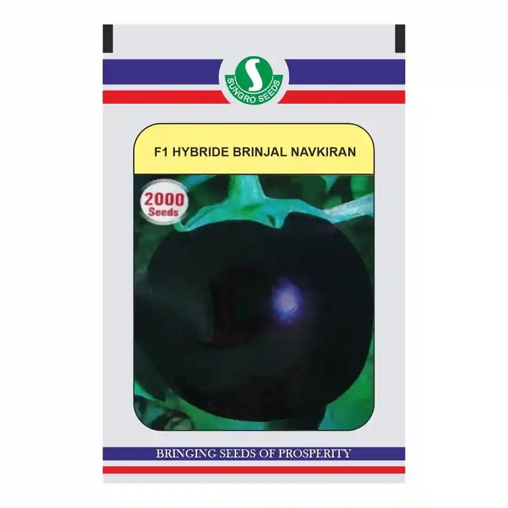 Sungro Navkiran F1 Hybrid Brinjal Seeds (2000 Seeds) Round and Bright Purple Color Fruit - Image 1