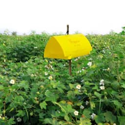 Barrix Trapper Pink Bollworm Pheromone Trap & Lure, Sustainable, Eco-Friendly Control Pest For Cotton And Okra 3