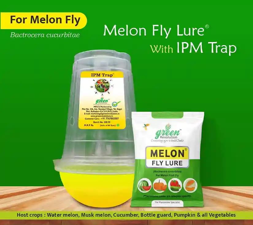 IPM Trap With Melon Fly Pheromone Lure For Controlling Bactrocera Cucurbitae. For Cucumber, Bottle Gourd, Bitter Gourd, Pumpkin, Water Melon