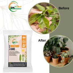 Cropkraft Mustard Cake, Natural Organic Fertilizer For Thriving Plants, Protect Plants From Soil-borne Pests And Pathogens. 5