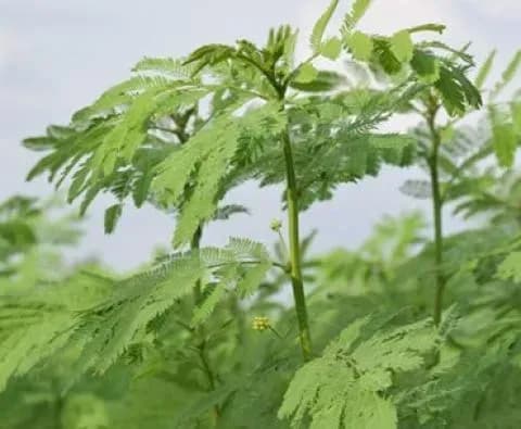 Sri Sai Forestry Hedge Lucerne Grass Seeds, Dashrath Grass Seed, Animal Fodder Seeds - Image 4