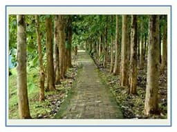 RK Seeds Teak Wood Seeds , Tectona grandis seeds , Teak Seeds for Plantation seeds, Teak Tree Seeds , Sagwan Seeds , Thekku seeds, Teak wood seeds 1