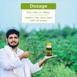 HPM Super Sonata (Plant Growth Regulators) Promotes Flowering and Reduces Flower Drop, Improves Fruit and Grain Quality 5