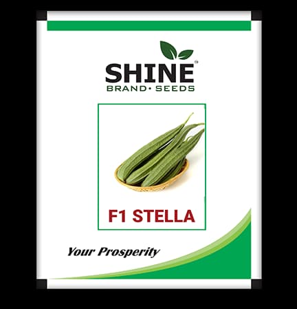Ridge Gourd Stella F1 Hybrid - Shine Brand Seeds, Turai Ke Beej, Attractive green color - Image 1