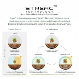 Inera PHYRO MG Mycorrhizal Bio Fertilizer, Eco-Friendly Fertilizer For Better Plant Health and Increased Crop Yield 4