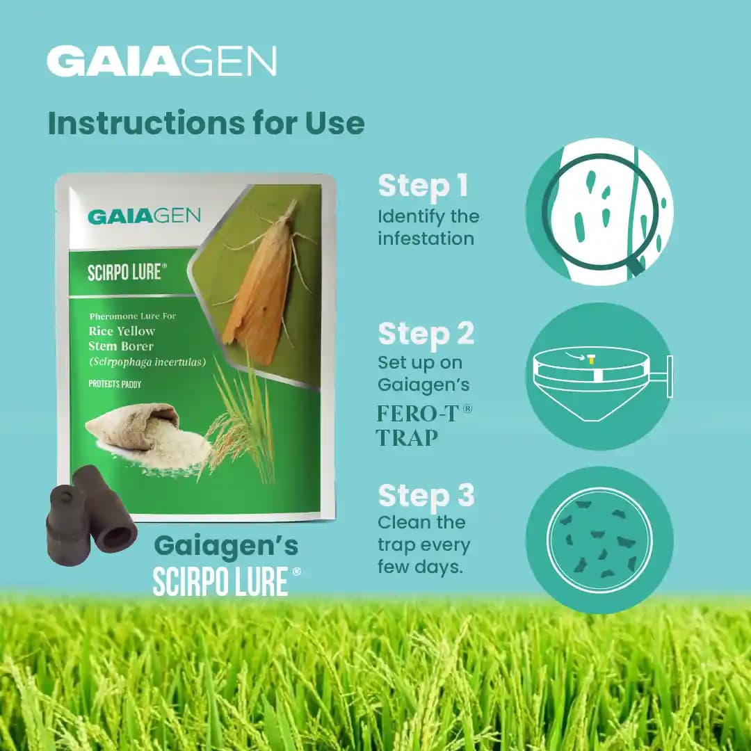 Gaiagen Scirpo Lure for Yellow Rice Stem Borer (Scirpophaga Incertulas) Pheromones Lure And Funnel Insect Traps - Image 5
