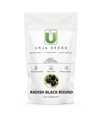 Urja Black Round Radish Seeds, Gol Kali Mooli, One Of The Fastest Growing Vegetable In Cool Climate