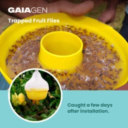 गाइएजेन फेरोमोन फल मक्खी ल्योर (बैकट्रोसेरा डॉर्सालिस) और कीट मक्खी जाल, आईएमओ प्रमाणित 7