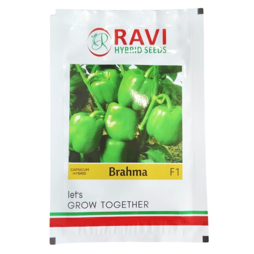 Ravi Brahma F1 Hybrid Capsicum Seeds, High Yield, Suitable For Kharif And Rabi Season