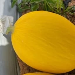 Sagar JHANVI F1 Hybrid Muskmelon Seeds, High Yield, Fusarium Resistance And Sweet Oblong Fruits 4