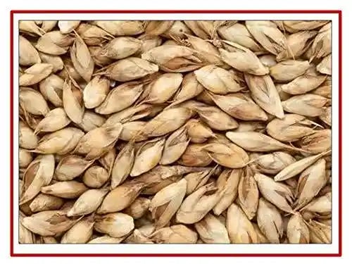ఆర్కె బాంబూ - డెండ్రోకాలమస్ స్ట్రిక్టస్ విత్తనాలు