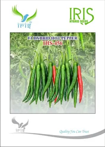 Iris Hybrid Vegetable Seeds F1 Hot Pepper (Chilli) IHS 456 , Dark Green Color - Image 1