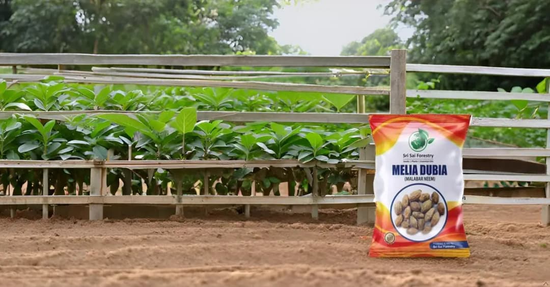 SRI SAI FORESTRY - Melia Dubia Seeds, Malabar Neem Seeds, Fast Growing Tree - Image 7