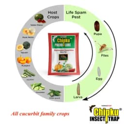 Chipku Pheromone Mac Phill or Max Plus Trap With Melon Fly Lure (Bactrocera Cucurbitae) Weather Proof Long Lasting, For Melons, Cucumber, Tomato. 4
