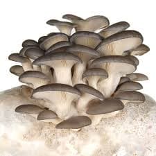 Shriyap Grey Oyster mushroom Seeds , Ready to Fruit Mushroom Block, Unique And Useful. 1