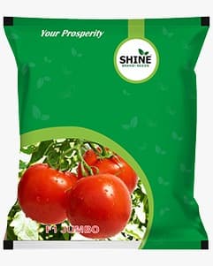Shine Jumbo Tomato (Tamatar) Seeds - Image 1
