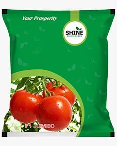 Shine Jumbo Tomato (Tamatar) Seeds