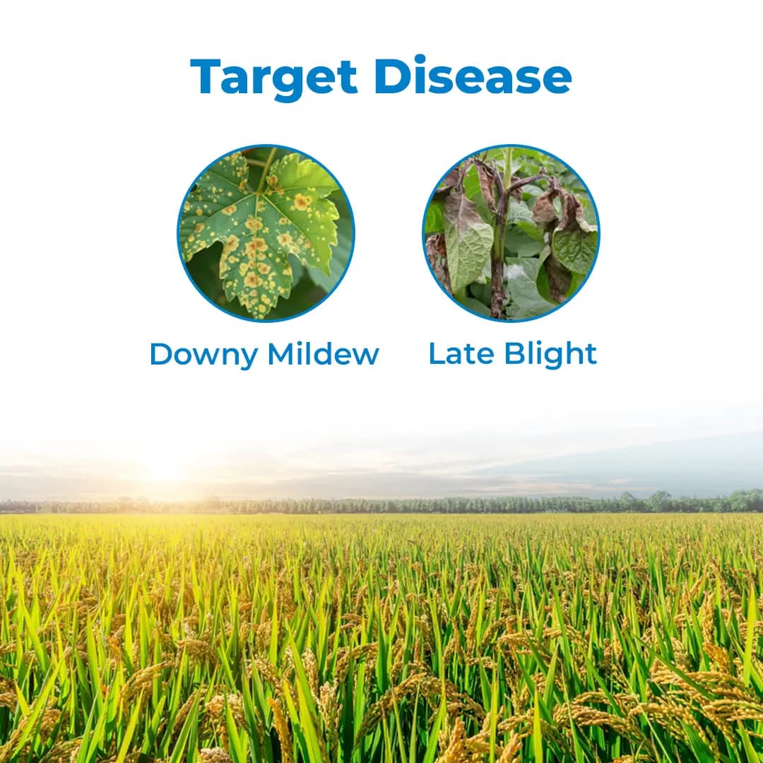 Dhanuka KIRARI Amisulbrom 20% SC Fungicide, Effective For Downy Mildew And Late Blight Control In Crop - Image 3