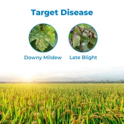 Dhanuka KIRARI Amisulbrom 20% SC Fungicide, Effective For Downy Mildew And Late Blight Control In Crop 3
