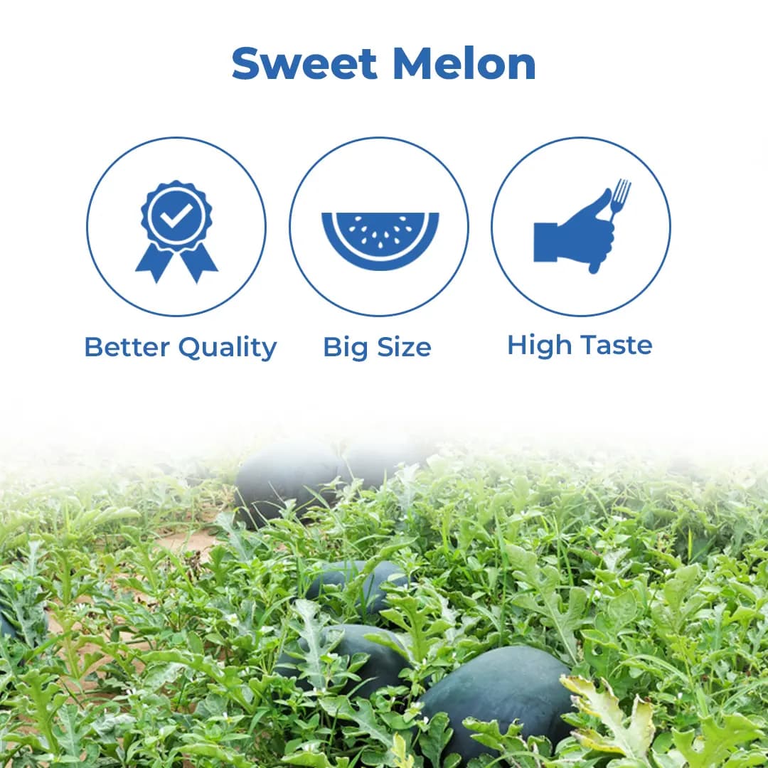 Mahyco Water Melon Seeds Hybrid Shakkar Plus, Very Sweet, Ice Box Segment Fruits - Image 3